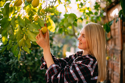 Woman Picking Lemons in Her Garden