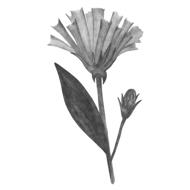 istock Hand Drawn Black and White Flower with Leaves Isolated on White Background. 1454120487