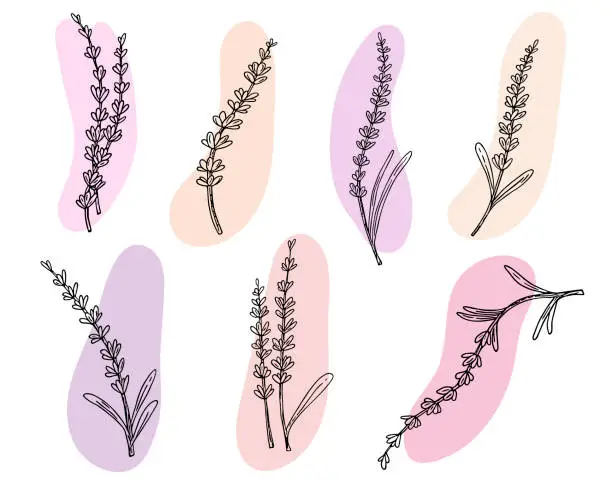 Vector illustration of Lavender set,doodle hand drawn sketch,line art.Botanical floral decoration.Botanical flower decoration,french field flower,natural organic product,herb.Design for medicine,aromatherapy,tea ceremony