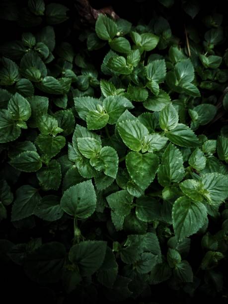 dark green grass for background - leafy greens imagens e fotografias de stock