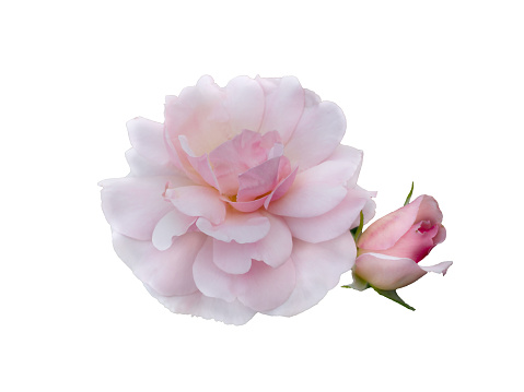 Pink roses arrangement isolated on white background