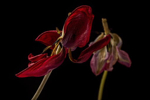 Wilted red and pink tulips on a black background