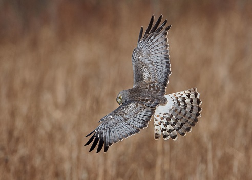A shallow focus shot of a northern harrier flying over a grass field looking for a prey on a sunny day