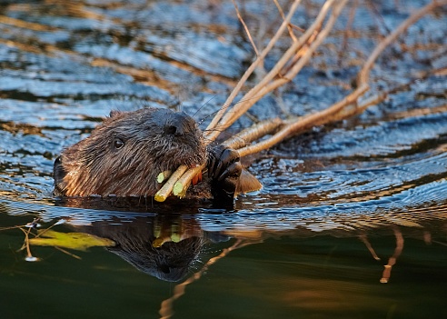 A beaver is eating the twig of a fallen willow tree in a river. It seems as if the beaver is communicating with the photographer.
