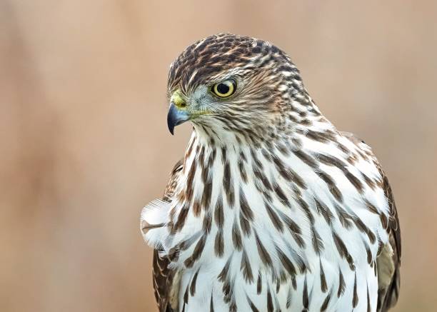 istock Shallow focus shot of a cooper's hawk looking down with blur background 1454123245