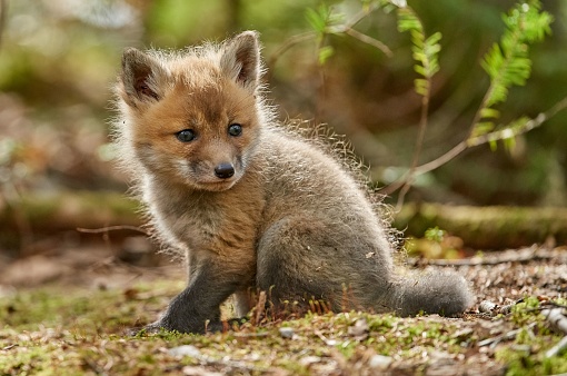 Beautiful red fox kit sitting on the grass in the woods on a sunny day with blur background