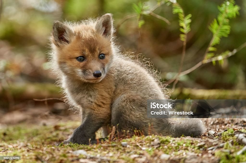 Red fox kit sitting on the grass in the woods on a sunny day with blur background Beautiful red fox kit sitting on the grass in the woods on a sunny day with blur background Fox Pup Stock Photo