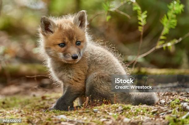 Red Fox Kit Sitting On The Grass In The Woods On A Sunny Day With Blur Background Stock Photo - Download Image Now
