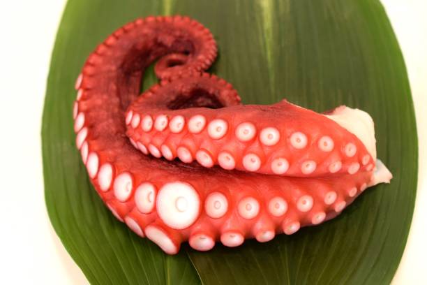istock octopus on the green leaves. 1454123330