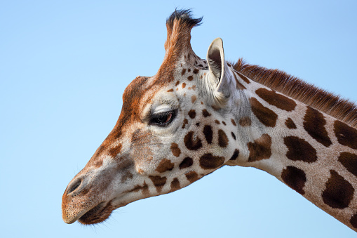 A giraffe's head against a clear blue sky