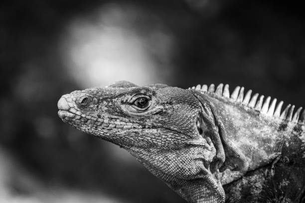 istock Portrait of a wild tropical iguana 1454124885