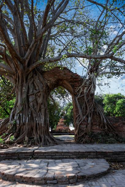 istock Vertical shot of a tree gate in Ayutthaya, Thailand. 1454125468