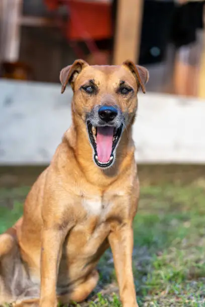 A closeup of a cute blind browndog yawning