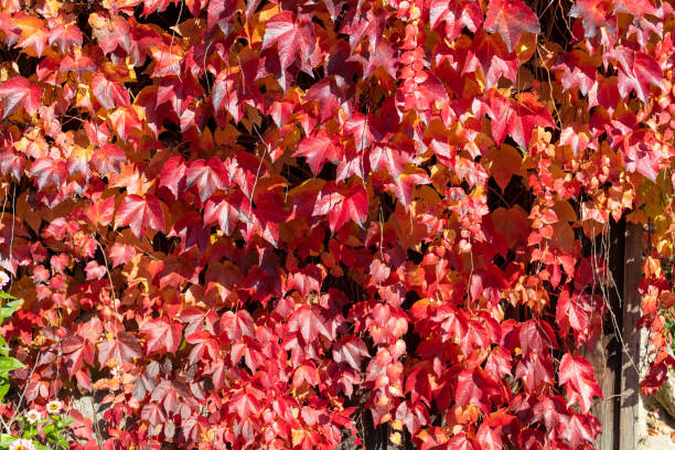 Red and yellow vine leaves hanging from a wooden wall in the garden in European house lit by autumn sunshine. Old style exterior decoration