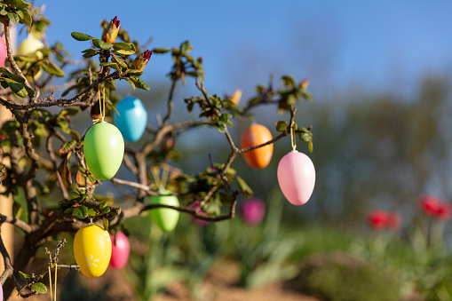 Colorful Easter eggs hanging on a tree branch with green leaven and spring blossom. Green grass and blue sky background on shiny day