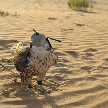 Arabian falcon during the hunting show in the desert