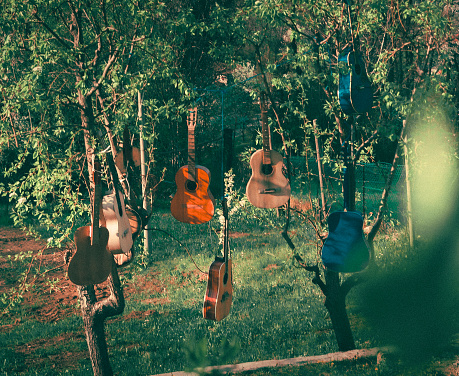 A beautiful view of guitars hanging from trees in Revine Lago, Treviso, Italy