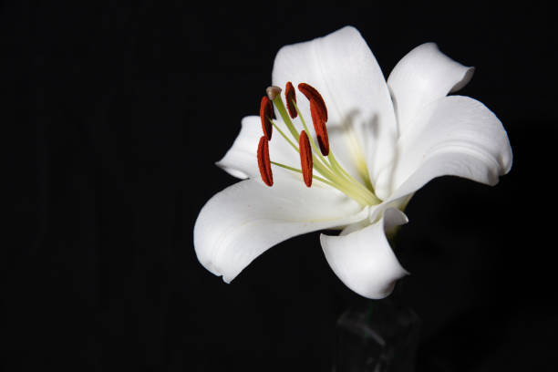 istock Beautiful white lily flower on back background 1454126853