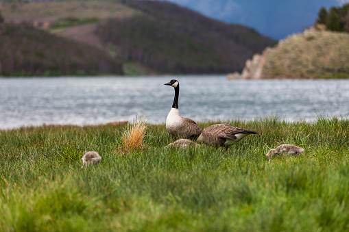 Family of Canada Geese grazing near a lake with Papa Goose guarding them, Colorado, United States of America