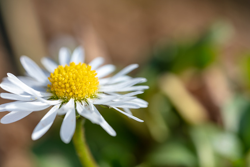 White Daisy flower close-up. Marguerite with white petals and a yellow middle. Floral Still life, macro.