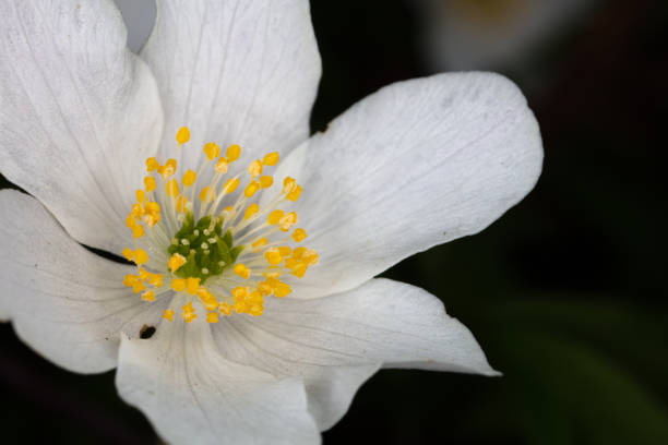 Macrophotograph of fragile white flower head with focus on yellow stamen