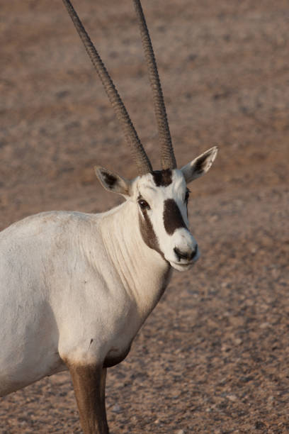 istock Arabian Oryx portrait 1454127028