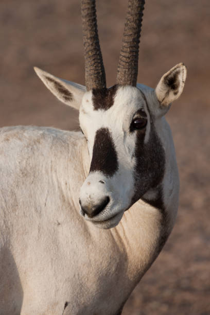 Arabian Oryx portrait