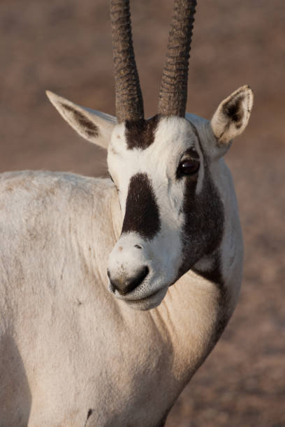 retrato árabe de oryx - arabian oryx - fotografias e filmes do acervo