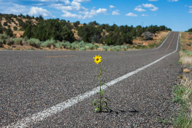 istock Strong Yellow Daisy Flower 1454127167