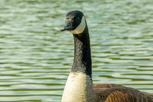 Greylag Goose. Anser anser. The ancestor of most domestic geese, the greylag is the largest and bulkiest of the wild geese native to the UK and Europe.