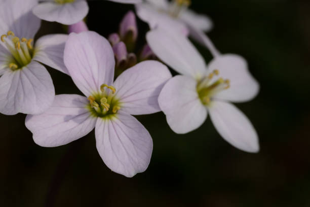 istock Brunch of white flowers on black dark background 1454127737