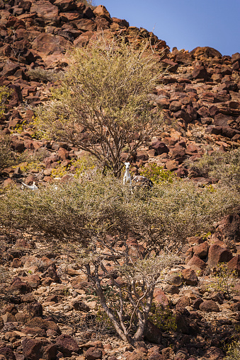 Shepherds in Djibouti placing their goats on Acacia trees when they take their break somewhere in the shade nearby