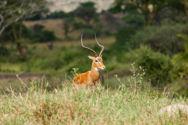 Impala Buck in the Serengeti National Park, Tanzania