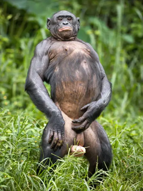A vertical shot of a funny bonobo chimpanzee in the wilderness in Democratic Republic of the Congo