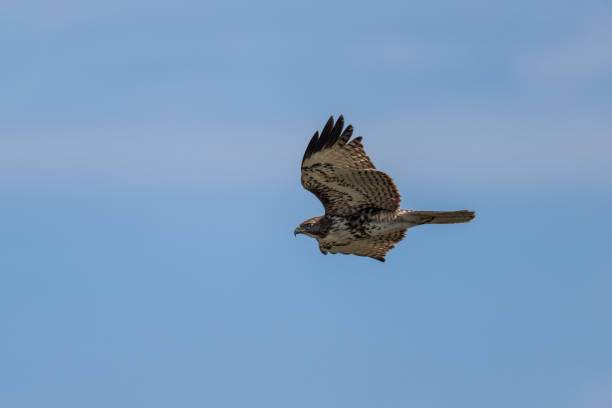 istock Closeup shot of a hawk flying in the sky 1454128084