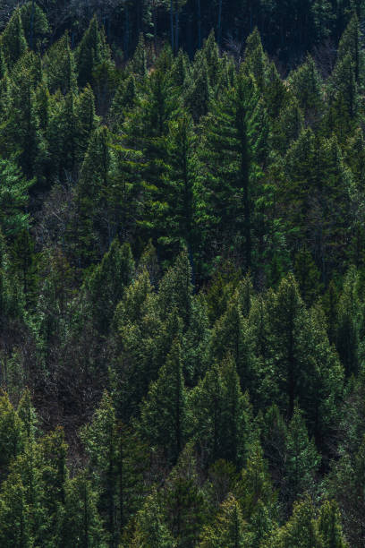 foto vertical da bela natureza na floresta nacional da montanha branca em new hampshire - vertical forest national forest woods - fotografias e filmes do acervo