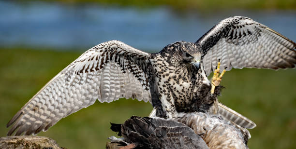 A black gyrfalcon with dead prey bird against a green background