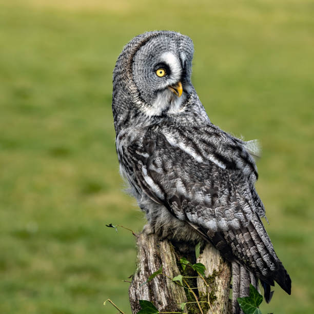 istock Great grey owl perched on an old tree stump against a green background 1454128315