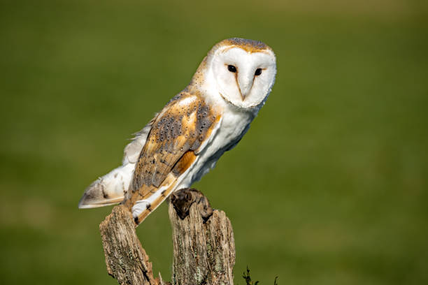 istock Barn owl perched on an old tree stump against a green background 1454128431
