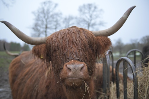 A closeup of a Scottish Highland Cow on a farm