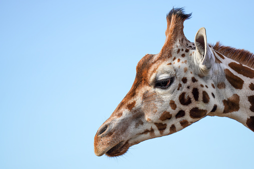 A giraffe's head against the blue sky