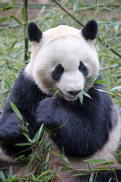 istock Panda eating bamboo, taken at Chengdu Panda Base, China 1454129179