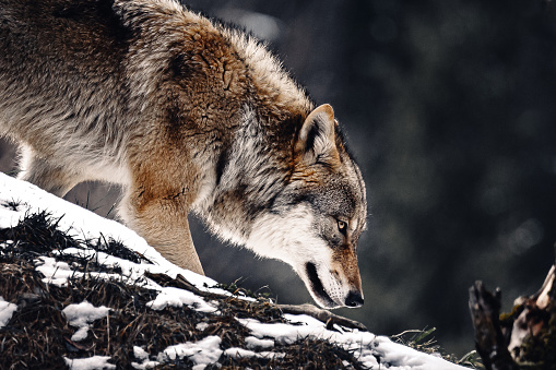 A closeup of a majestic wolf in a snow-covered forest