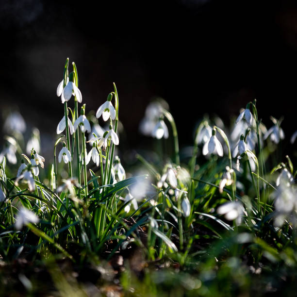 istock Close-up shot of beautiful snowdrops under the sunlight 1454129232