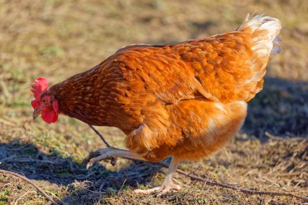 istock Closeup of a chicken in a daylight 1454129344