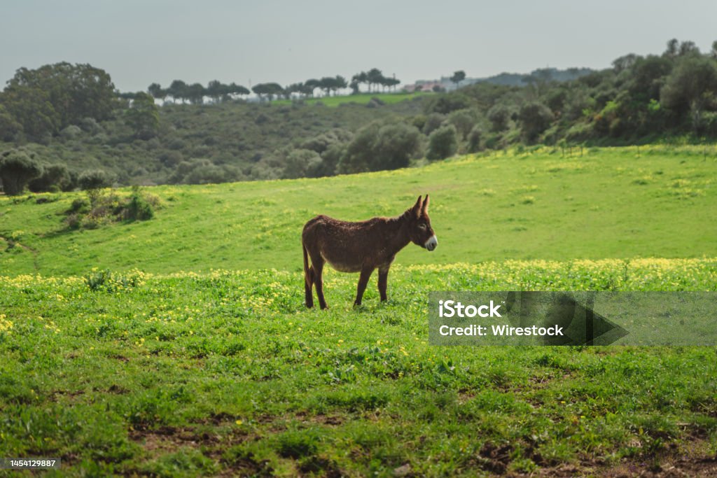 Beautiful shot of a mule grazing in a green meadow in bright sunlight A beautiful shot of a mule grazing in a green meadow in bright sunlight Agricultural Field Stock Photo