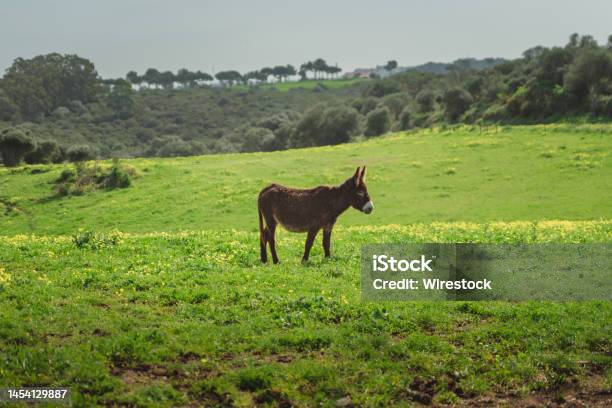 Beautiful Shot Of A Mule Grazing In A Green Meadow In Bright Sunlight Stock Photo - Download Image Now