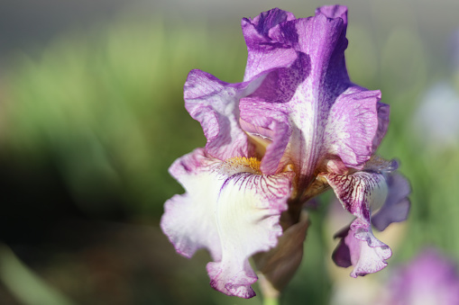 A closeup of a purple Iris flower in a garden