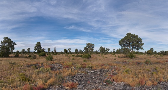 A landscape of trees standing in a rocky field