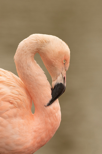 A vertical closeup of the elegant Chilean flamingo, Phoenicopterus chilensis.